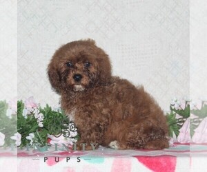Cavapoo Puppy for sale in RISING SUN, MD, USA