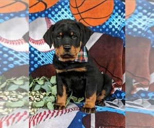 Rottweiler Puppy for sale in CHRISTIANA, PA, USA
