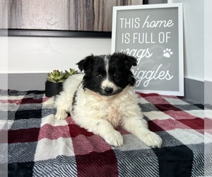 Australian Shepherd-Pomeranian Mix Puppy for sale in FRANKLIN, IN, USA