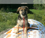 Small Photo #4 German Shepherd Dog Puppy For Sale in PIEDMONT, MO, USA