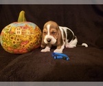 Small Photo #13 Basset Hound Puppy For Sale in CLAREMORE, OK, USA