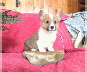 Pembroke Welsh Corgi Puppy for sale in NORWOOD, MO, USA