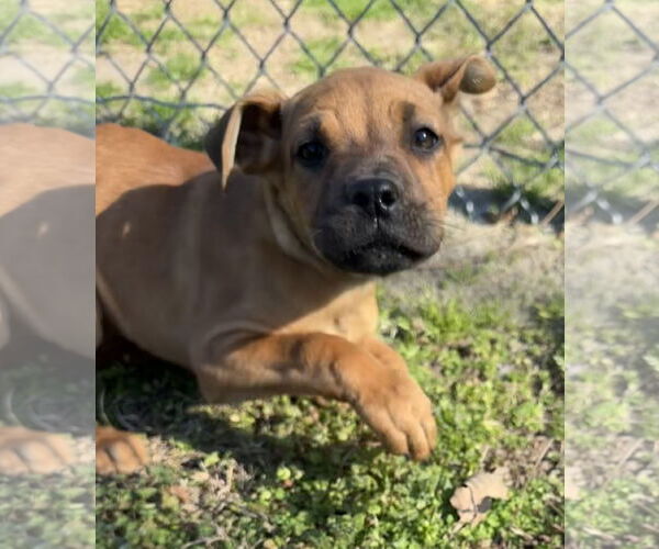 Medium Photo #1 Boxer-Unknown Mix Puppy For Sale in Tarrytown, GA, USA