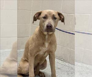 Labrador Retriever-Unknown Mix Dogs for adoption in Conroe, TX, USA