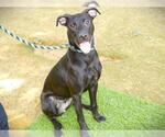 Small #1 Labrador Retriever Mix