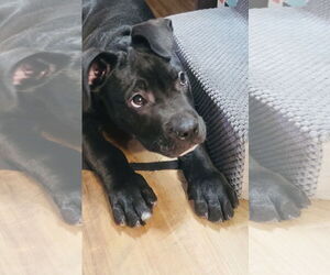 Tootsie Roll - Male Staffordshire Bull Terrier-Unknown Mix Dog for Adoption - Photo #8