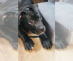 Small #7 Staffordshire Bull Terrier Mix