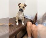 Small Labrador Retriever Mix