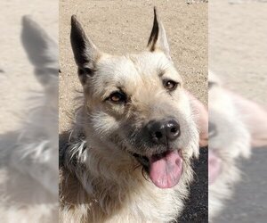 Airedale Terrier-German Shepherd Dog Mix Dogs for adoption in Lake Forest, CA, USA