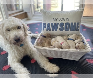 Mother of the Goldendoodle puppies born on 09/09/2022
