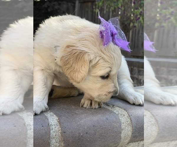 Medium Photo #79 Golden Retriever Puppy For Sale in SACRAMENTO, CA, USA