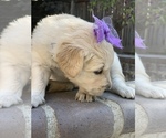 Small Photo #79 Golden Retriever Puppy For Sale in SACRAMENTO, CA, USA