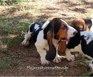 Basset Hound Puppy for sale in WASHINGTON, UT, USA