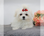 Small #1 Maltese