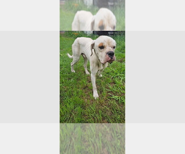 Medium Photo #4 Boxer Puppy For Sale in Austin, TX, USA