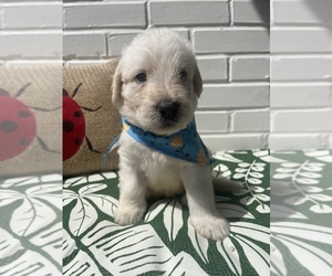 Labradoodle Puppy for sale in PEMBROKE, GA, USA