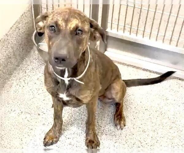 Medium Photo #2 Plott Hound-Unknown Mix Puppy For Sale in Houston, TX, USA