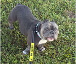 Small #4 Olde Bulldog
