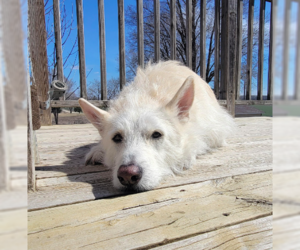 Polar - Male Mutt Dog for Adoption - Photo #2