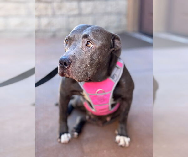 Medium Photo #18 American Staffordshire Terrier-Unknown Mix Puppy For Sale in Lake Forest, CA, USA