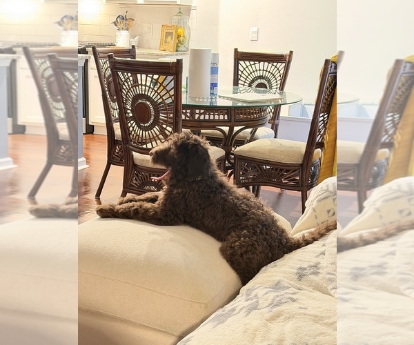 Medium Photo #2 Labradoodle Puppy For Sale in HUGER, SC, USA