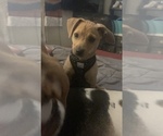 Puppy 1 Beagle-Chiweenie Mix
