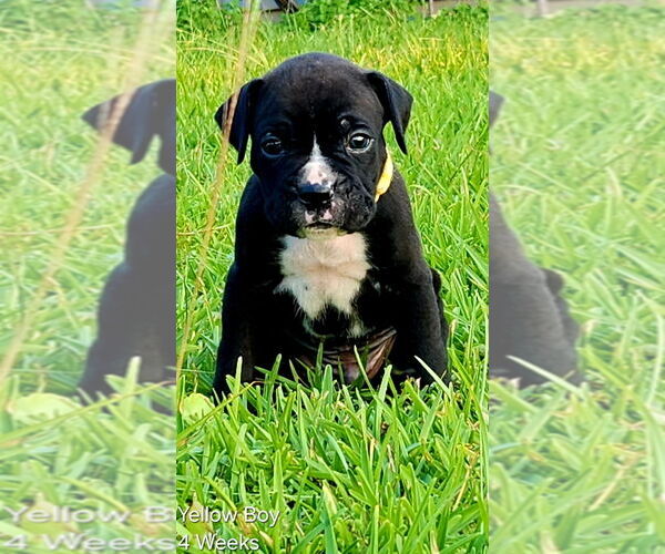 Medium Photo #1 Boxer Puppy For Sale in PASS CHRISTIAN, MS, USA
