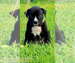 Puppy Yellow Boy Boxer