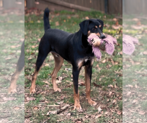 Medium Photo #7 Labrottie Puppy For Sale in Munford, TN, USA