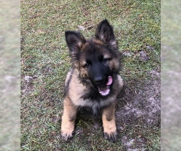 Medium Photo #2 German Shepherd Dog Puppy For Sale in Rocky Point, NC, USA