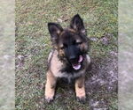 Small #1 German Shepherd Dog