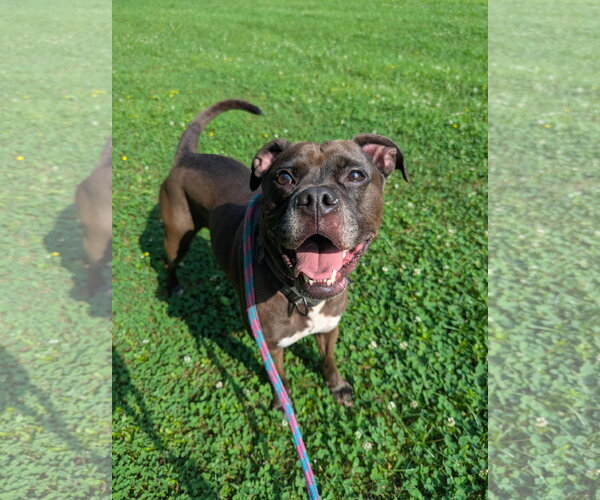 Medium Photo #5 Bullboxer Pit Puppy For Sale in Calhoun, GA, USA