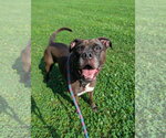 Small #4 Bullboxer Pit