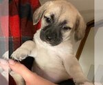 Small Photo #1 Pug-Unknown Mix Puppy For Sale in San Diego, CA, USA
