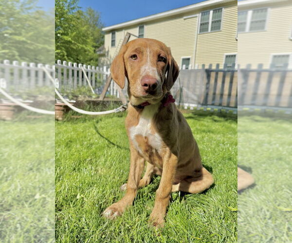 Medium Photo #5 Mutt Puppy For Sale in Boston, MA, USA
