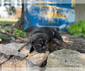 English Bulldog Puppy for Sale in OOLOGAH, Oklahoma USA