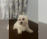 Small #4 Maltese