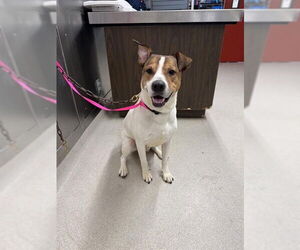 Labrador Retriever-Unknown Mix Dogs for adoption in Fairbanks, AK, USA