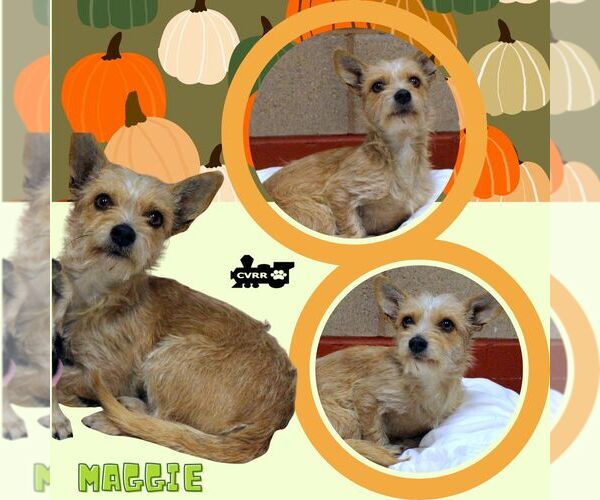 Medium Photo #1 Mutt Puppy For Sale in Lindsay, CA, USA