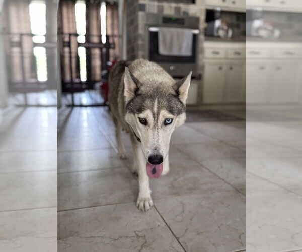 Medium Photo #1 Siberian Husky-Unknown Mix Puppy For Sale in The Woodlands, TX, USA