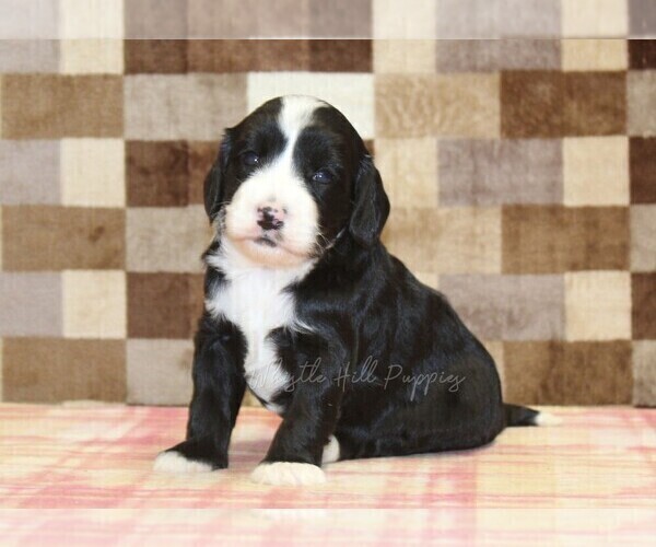 Medium Photo #2 Bernedoodle (Miniature)-Cavapoo (Miniature) Mix Puppy For Sale in DENVER, PA, USA