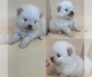 Pomeranian Puppy for Sale in BROOKER, Florida USA