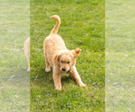 Small Photo #3 Golden Retriever Puppy For Sale in WOLCOTTVILLE, IN, USA