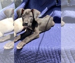Small Photo #2 Great Dane Puppy For Sale in SAN DIEGO, CA, USA