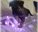 Small #1 German Shepherd Dog-Timber Wolf Mix