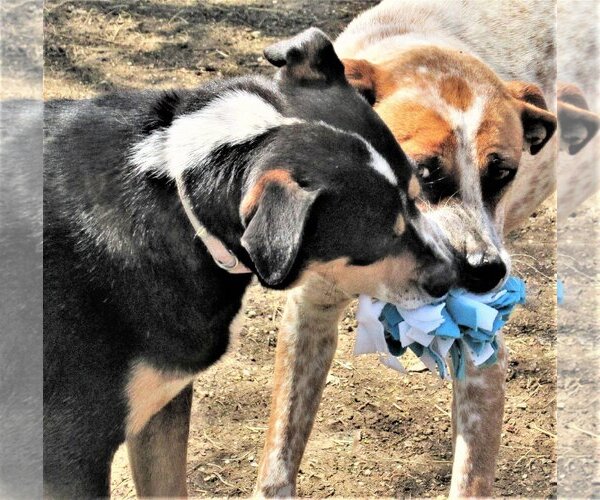 Medium Photo #6 Catahoula Leopard Dog-Unknown Mix Puppy For Sale in Godley, TX, USA