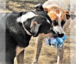 Small #5 Catahoula Leopard Dog Mix