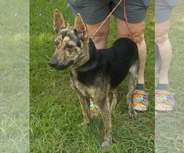 Medium Photo #4 Mutt Puppy For Sale in Wetumpka, AL, USA