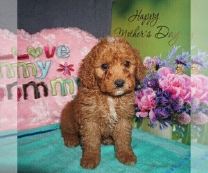 Goldendoodle-Poodle (Miniature) Mix Puppy for sale in FORT PLAIN, NY, USA