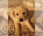 Small Photo #9 Labrador Retriever Puppy For Sale in CHEHALIS, WA, USA